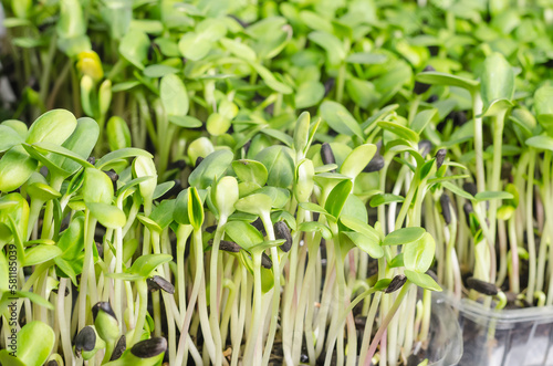Close-up juicy organic sunflower microgreens in transparent trays with selective focus © Victoria