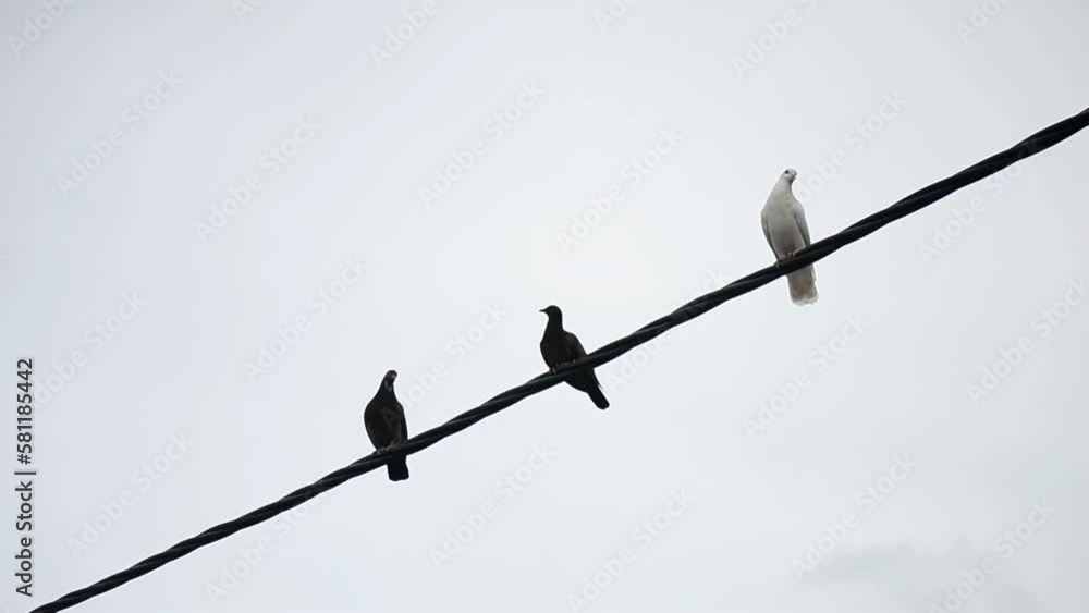 a dove perches on a power line in the wind a dove perches on a power line in the wind