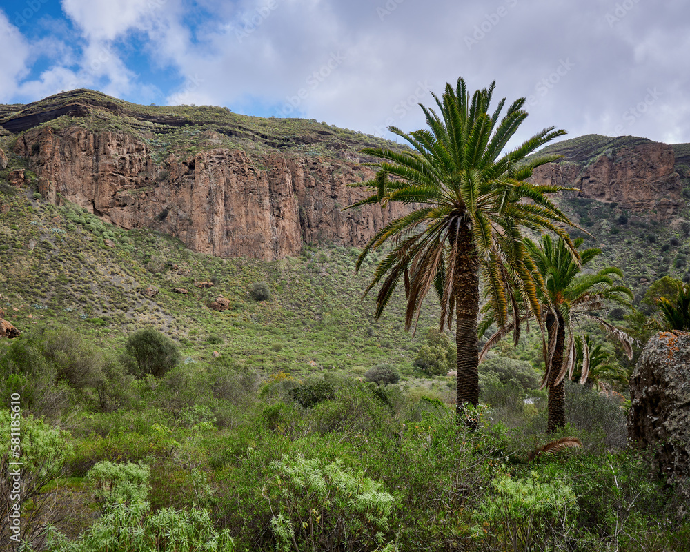 View of the palm trees in the background of mountains in Caldera de Mandaba