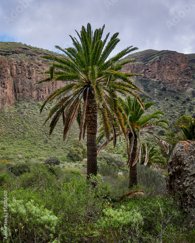 View of the palm trees on the mountain background in Caldera de Mandaba