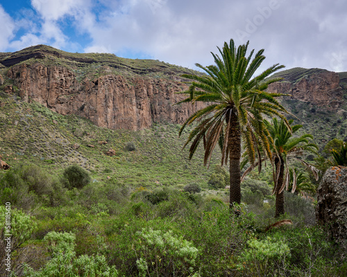 View of the palm trees in the background of mountains in Caldera de Mandaba © Érik González Guerrero/Wirestock Creators