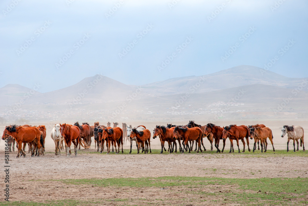 Wild horses (aka Yılkı Atları) are running to freedom. Taken near Hürmetci Village, between Cappadocia and Kayseri, Turkey.