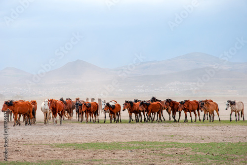 Wild horses  aka Y  lk   Atlar    are running to freedom. Taken near H  rmetci Village  between Cappadocia and Kayseri  Turkey.