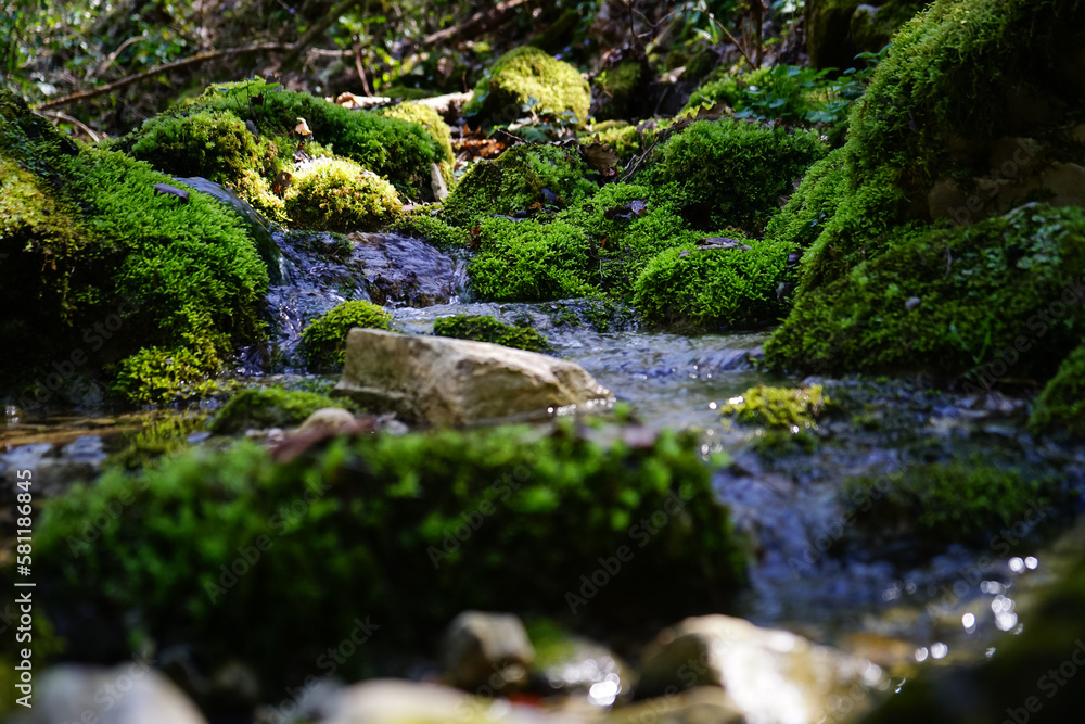 Water stream through rocks full of musk Water stream through rocks full of musk