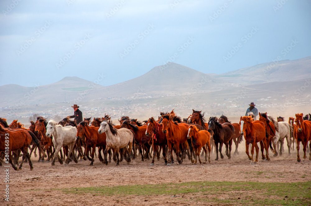 Wild horses (aka Yılkı Atları) are running to freedom. Taken near Hürmetci Village, between Cappadocia and Kayseri, Turkey.