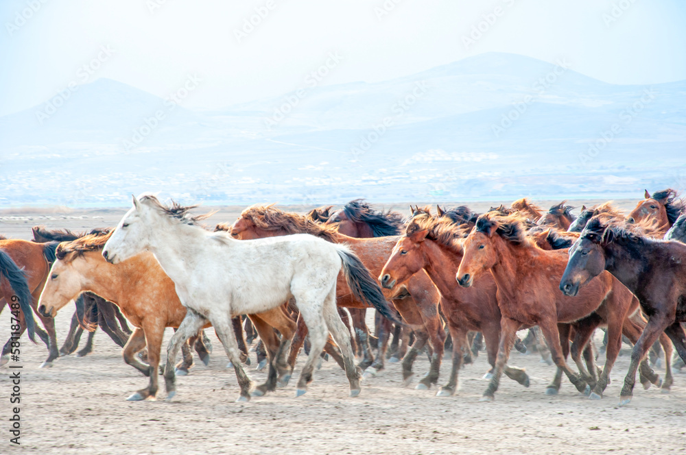 Obraz premium Wild horses (aka Yılkı Atları) are running to freedom. Taken near Hürmetci Village, between Cappadocia and Kayseri, Turkey.