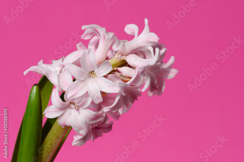 Fototapeta Naklejka Na Ścianę i Meble -  Pink hyacinth flower (Hyacinthus orientalis) on a pink background close-up. First spring flower.