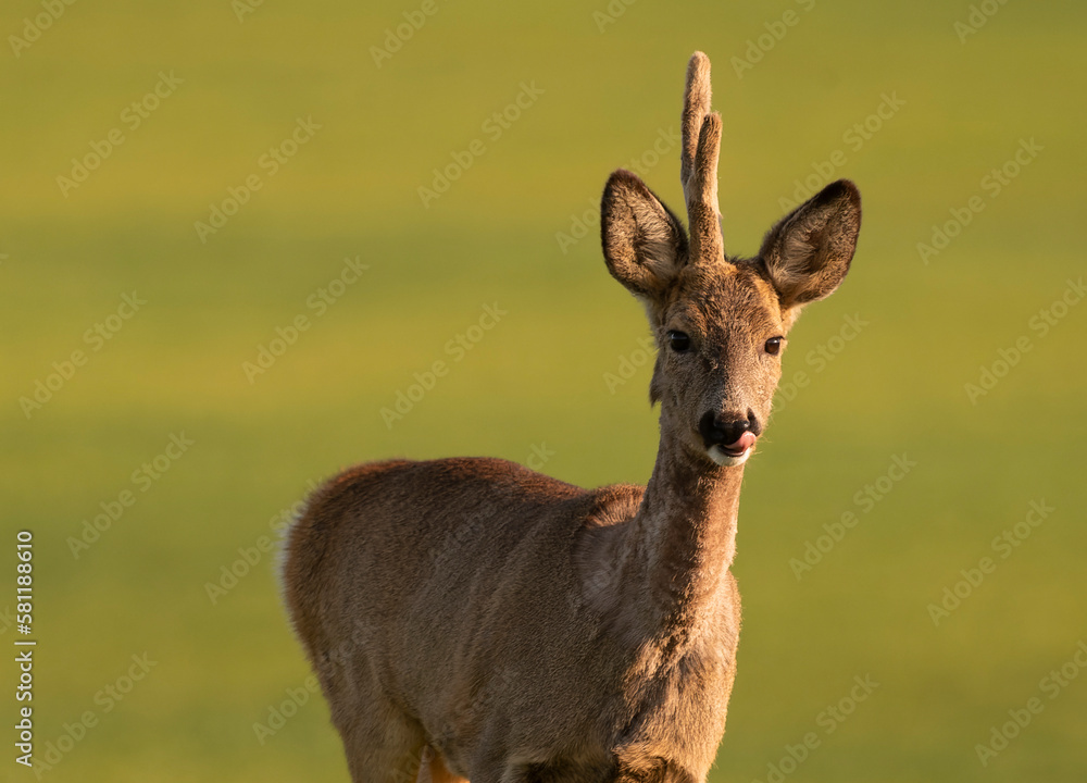 Cute roe-deer on a green spring field