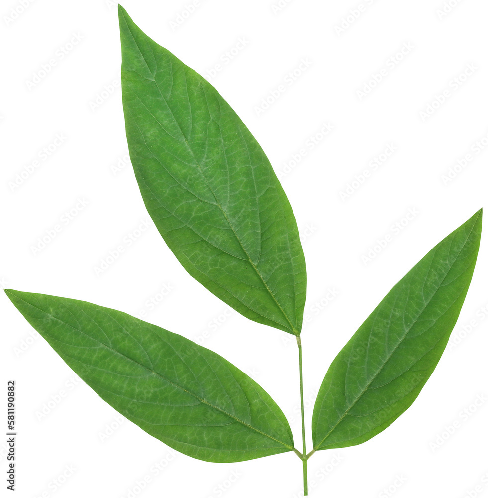 Medicinal pigeon pea Medicinal pigeon pea