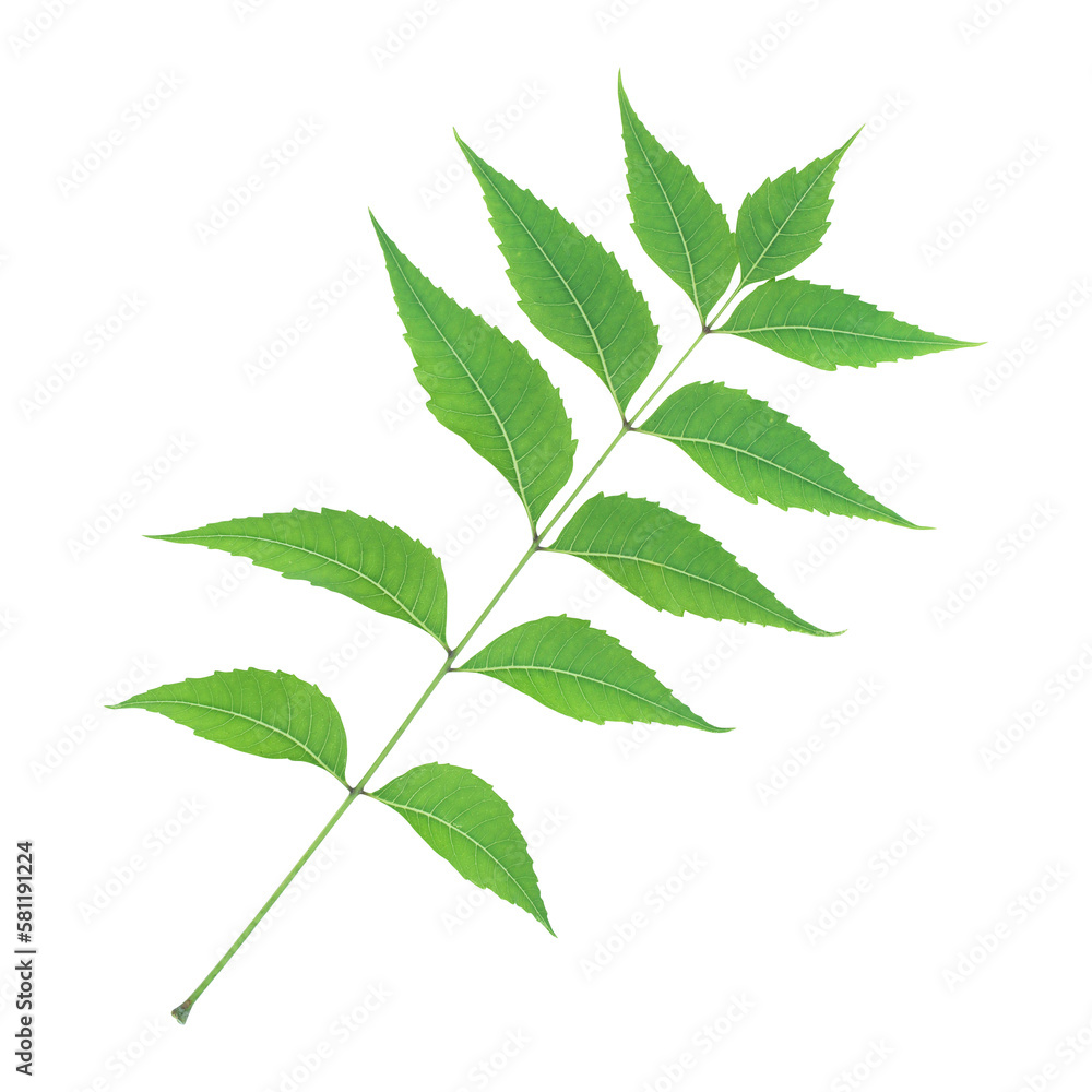 Fresh green neem leaves isolated on transparent background Fresh green neem leaves isolated on transparent background