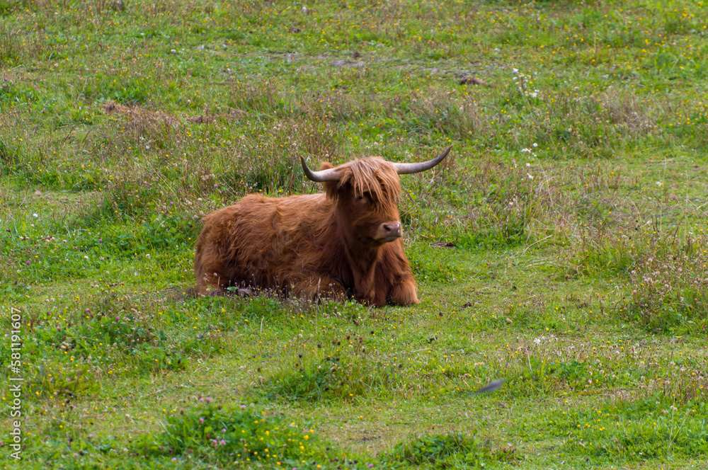 Highland cow in a field. Highland cattle. A hairy cow lying on a natural pasture among flowers. Green meadow. Horned cow. Highland cow in a field. Highland cattle. A hairy cow lying on a natural pasture among flowers. Green meadow. Horned cow.