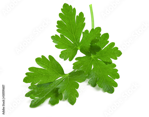 Branch of fresh green parsley isolated on white background. photo