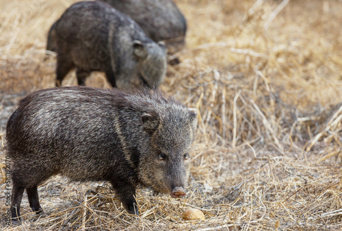 Wild boar © Galyna Andrushko