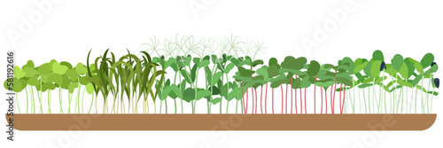 Wallpaper Mural Colored microgreen assorted seeds peas onion radish beet and others on white background vector illustration. Collection of edible plants for healthy nutrition isolated on white. Torontodigital.ca