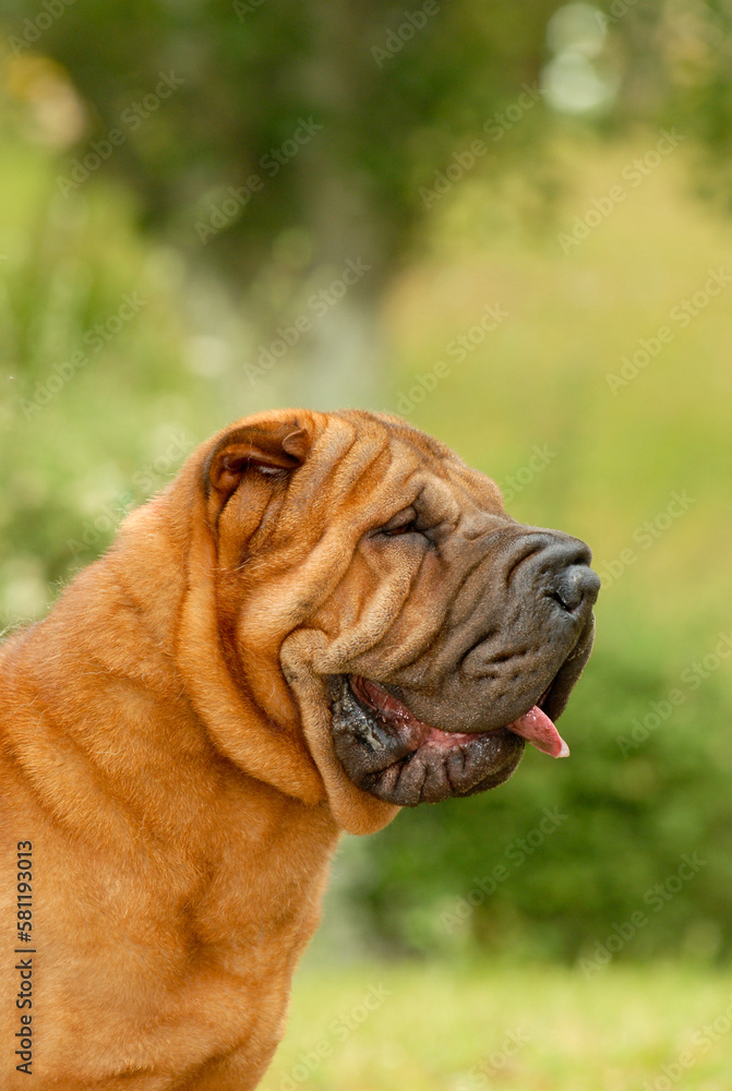 Portrait head of shar pei purebred dog brown color on the grass