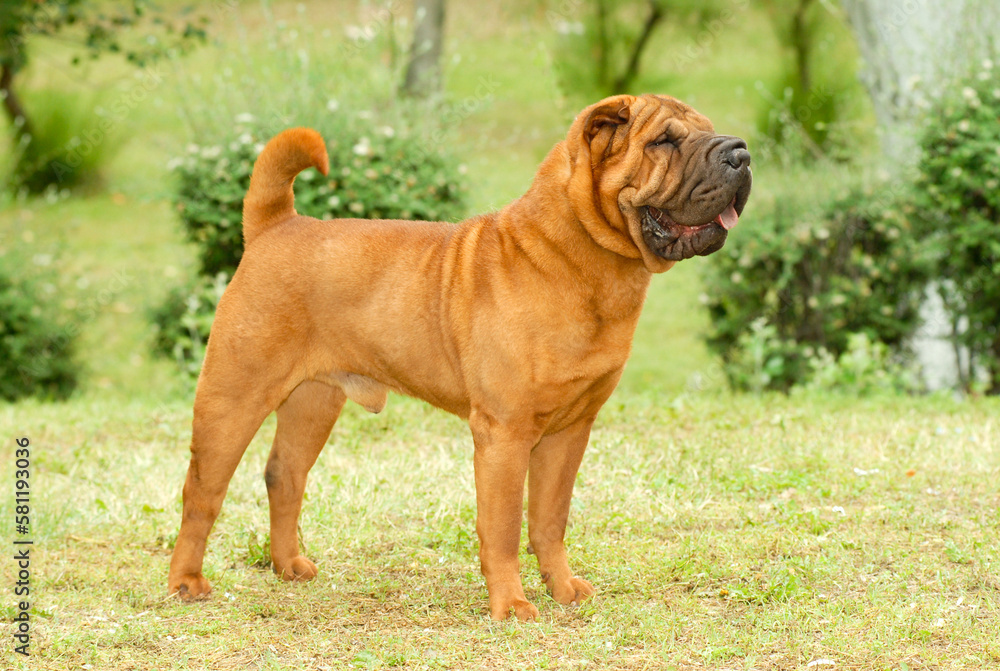 Portrait of shar pei purebred dog brown color standing on the grass