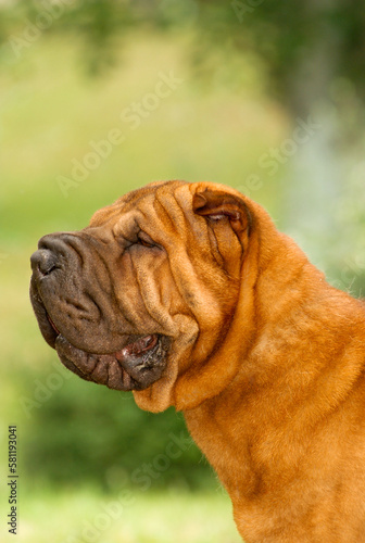 Portrait head of shar pei purebred dog brown color on the grass