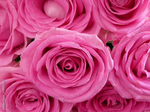 Many beautiful pink roses background  closeup