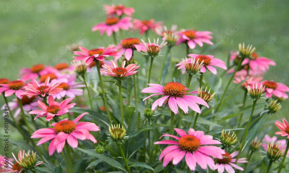 flowers in the garden flowers in the garden