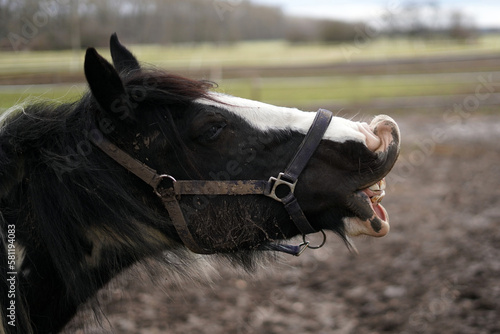 Head of a full-grown horse, furrowing the lip. © Markta