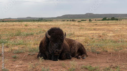 Bison buffalo rests in prairie of native Texas landscape at Caprock canyons state park   photo
