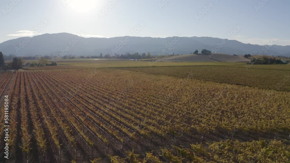Aerial view of vineyard and winery in wine country Napa Valley, California during harvest in Autumn season sunset - 4K Drone Aerial view of vineyard and winery in wine country Napa Valley, California during harvest in Autumn season sunset - 4K Drone