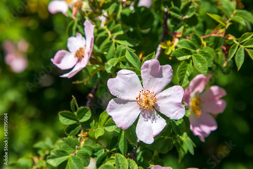 Dog rose Rosa canina light ...