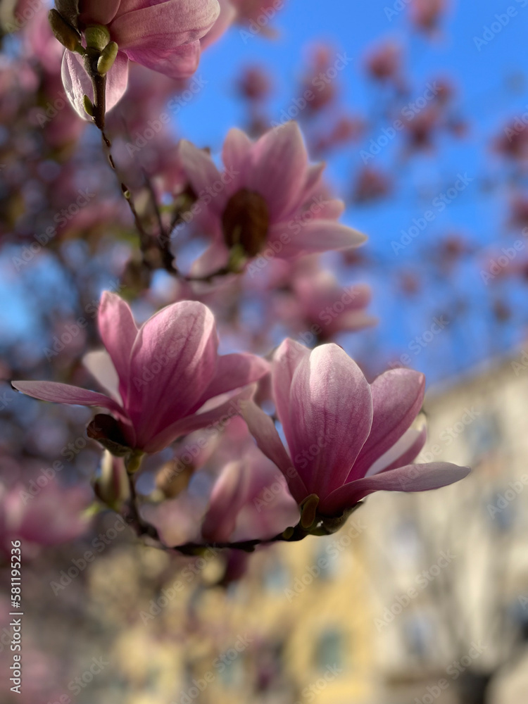 Closeup di fiori di magnolia