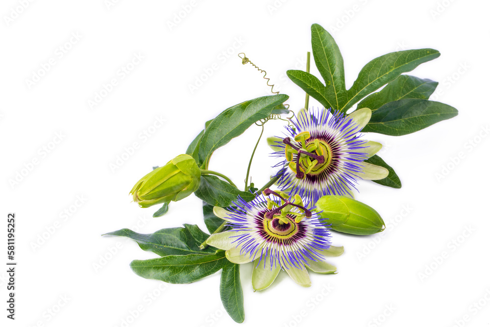Passiflora incarnata on the white background