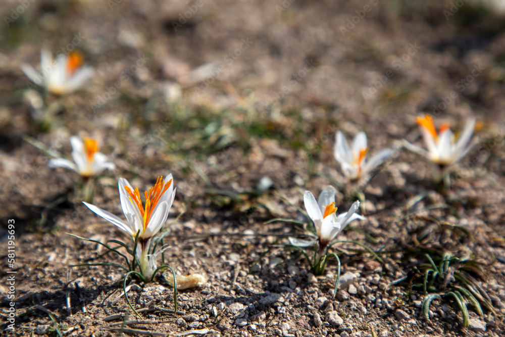 Endemic crocus species;. Scientific name; Crocus fleischeri. Usak - Turkey Endemic crocus species;. Scientific name; Crocus fleischeri. Usak - Turkey