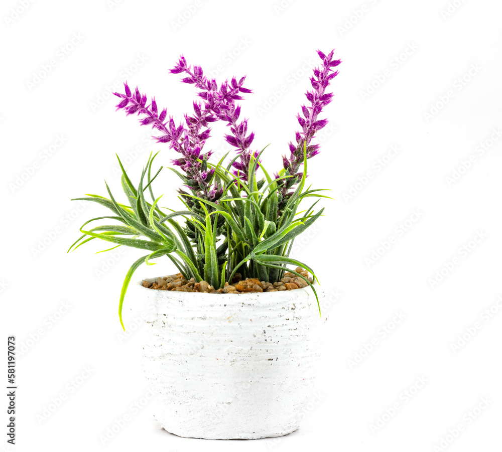 pink flowers in a pot pink flowers in a pot