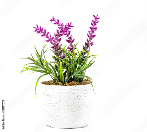 pink flowers in a pot