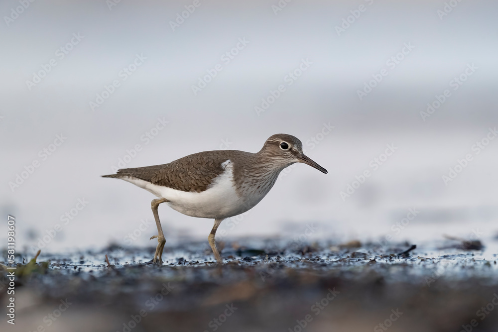 Waders or shorebirds, Common Sandpiper (Actitis hypoleucos). Waders or shorebirds, Common Sandpiper (Actitis hypoleucos).