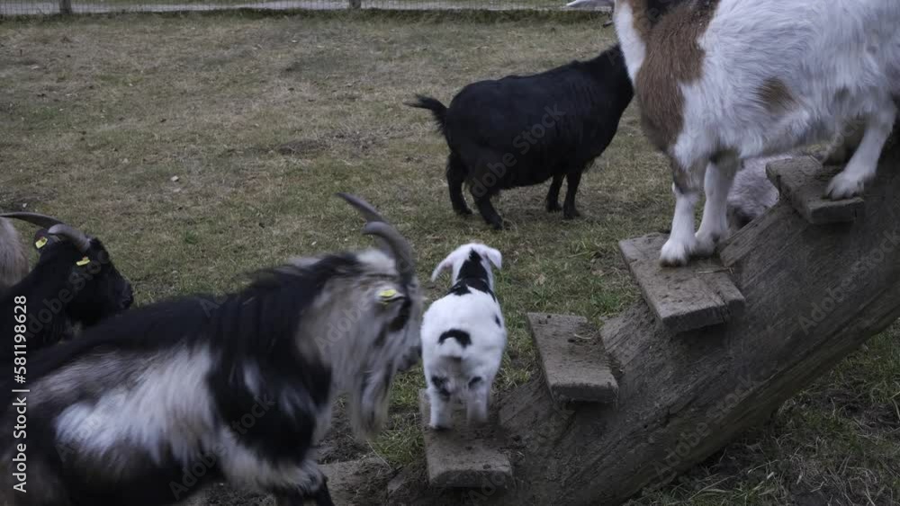 Goats and doeling in Strobl, Austria. Goats and doeling in Strobl, Austria.