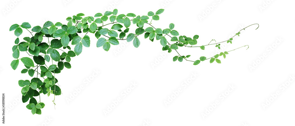 Bush grape or three-leaved wild vine cayratia (Cayratia trifolia) liana ivy plant bush, nature frame jungle border - obrazy, fototapety, plakaty 