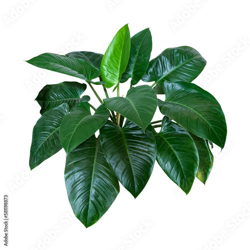 Heart shaped dark green leaves of philodendron “Emerald Green” tropical foliage plant bush