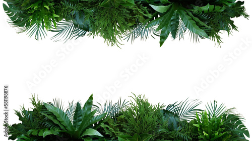 Green leaves of tropical plants bush  Monstera  palm  fern  rubber plant  pine  birds nest fern  foliage floral arrangement nature frame backdrop