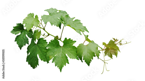 Grape leaves vine branch with tendrils and young leaves after rain in vineyard, green leaves vine plant or grapevines with raindrops