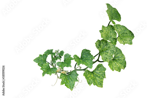 Variegated pumpkin leaves hanging vine plant with flowers and tendrils