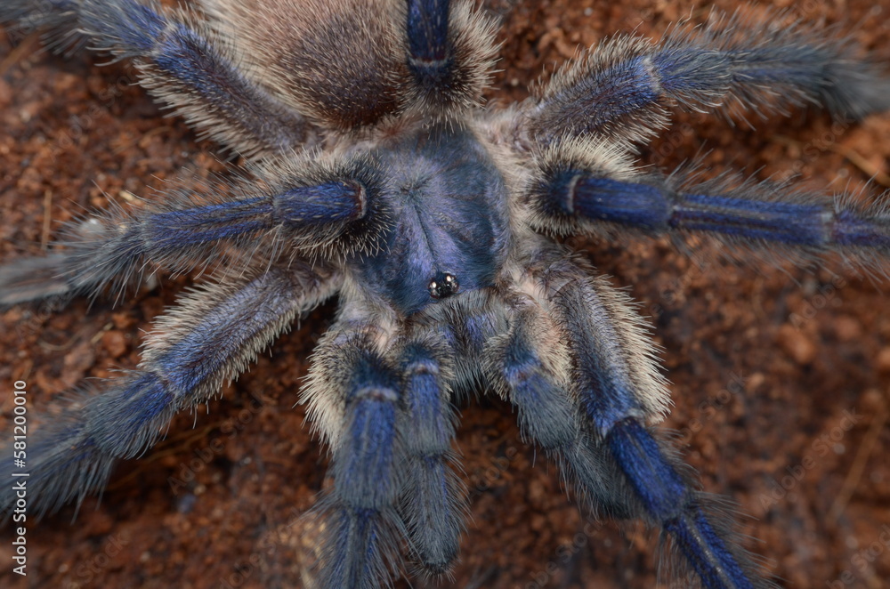 Monocentropus balfouri adult male spider from Socotra Monocentropus balfouri adult male spider from Socotra
