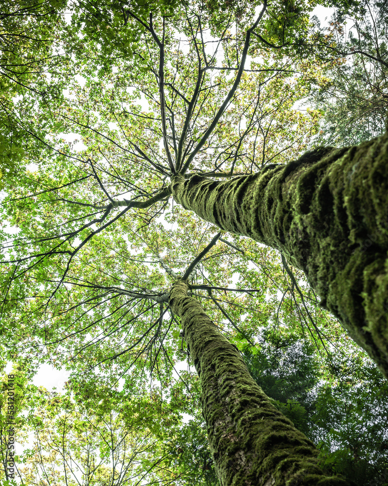 Fototapeta premium Maple Tree Top - View From Below