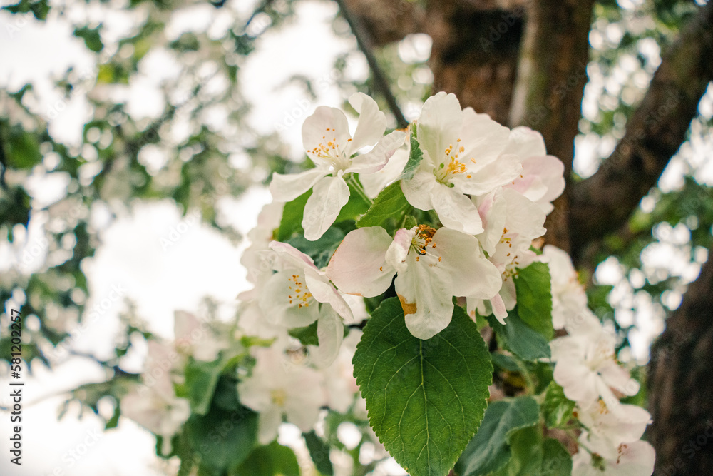 Apple white blossom spring