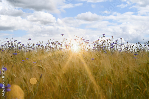 Cornflowers with cornfield  sky and sun