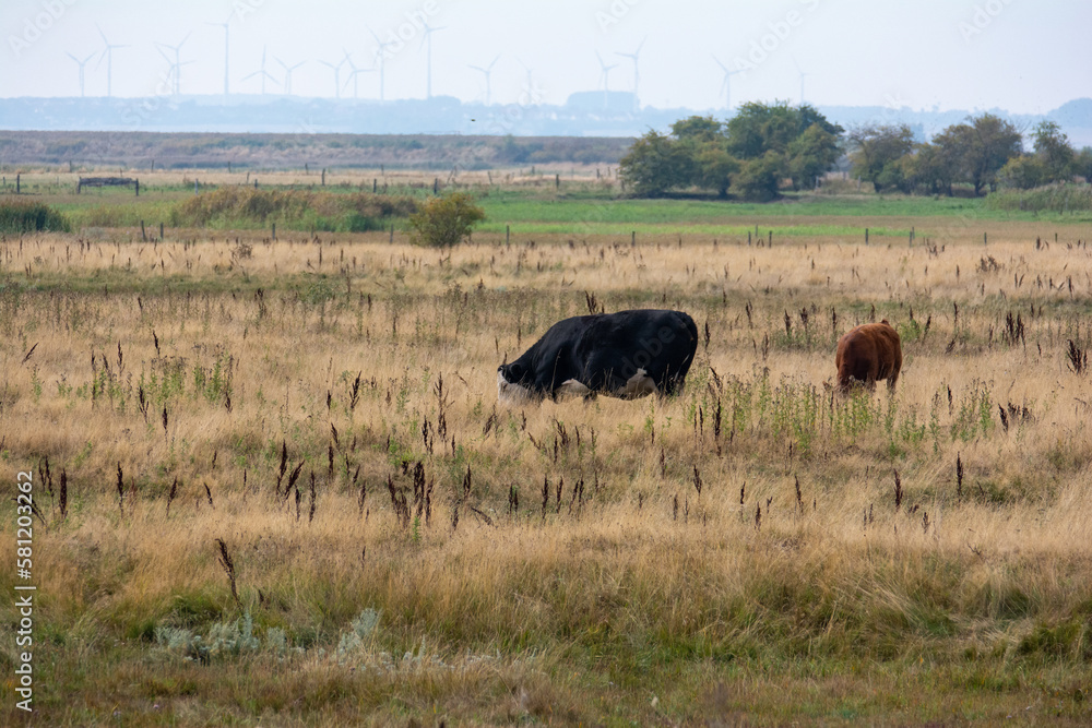 Black cow in a large pasture Black cow in a large pasture