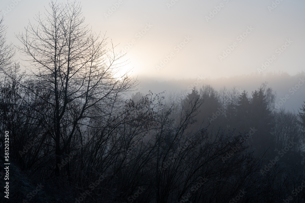 A forest on a frosty foggy morning A forest on a frosty foggy morning
