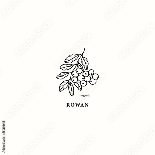 Line art rowan branch illustration