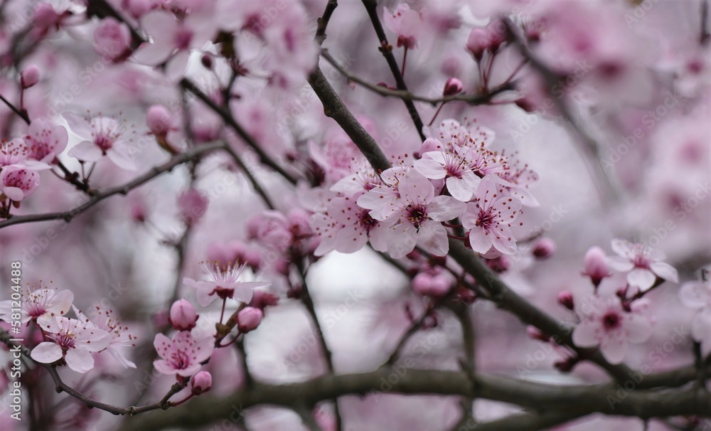 Cherry blossom branch with pink flowers Cherry blossom branch with pink flowers