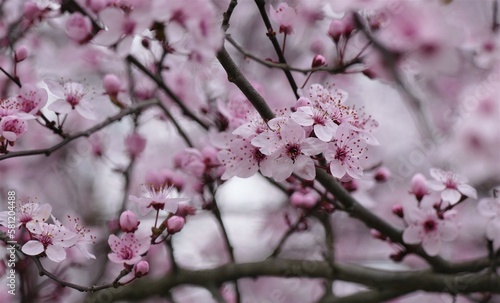 Cherry blossom branch with pink flowers