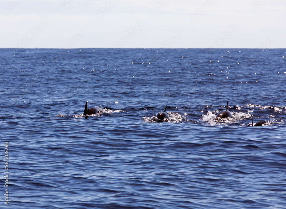 Fototapeta premium View of dolphins in the sea