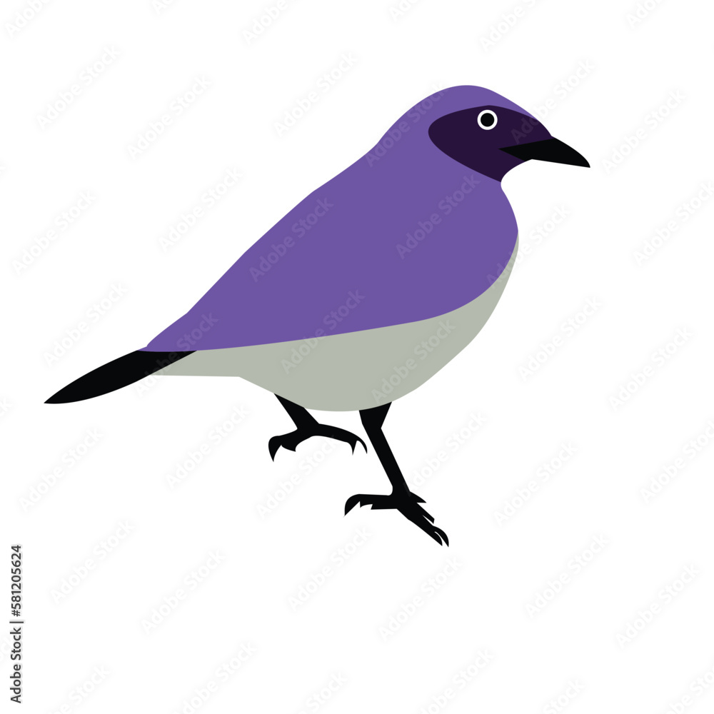 Obraz premium blue bird isolated on white
